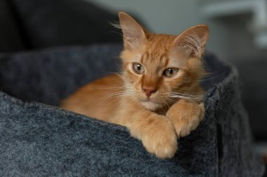 Kızıl saçlı şirin bir kedi yavrusunun portresi.