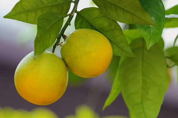 Exotické Ovoce Branch Citrus Sweetie Fruit — Stock fotografie