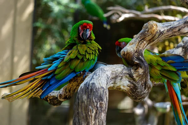 Güzel papağanlar bir ağaç dalında otururlar. Ubud 'daki kuş parkı. Bali