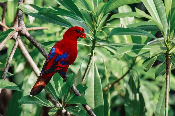 Krásný Papoušek Sedí Větvi Stromu Ptačí Park Ubud Bali — Stock fotografie