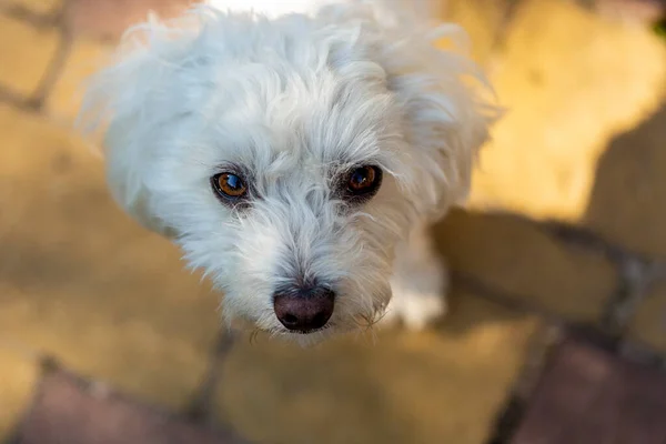 Portrait of a Maltese dog. Top view