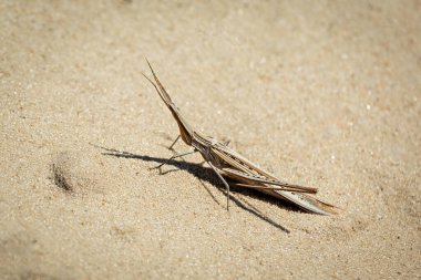 Dişi bir koni başlı çekirgenin (Acrida ungarica) yakın çekimi. Kinburn Spit. Ukrayna