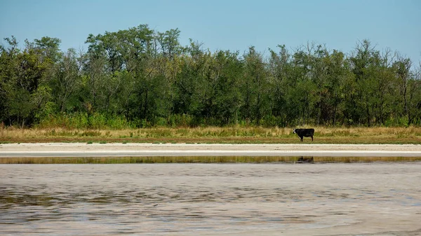Landscape of Ukraine. A cow on the shore of a salt lake on the Kinburn Spit. Ukraine
