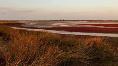 Gündoğumunda Kinburn Spit 'teki vahşi yaşam manzarası. Ön planda uzun otlar var. Ukrayna