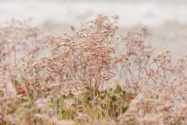 Plant Natural Background Gentle Wildflowers —  Fotos de Stock