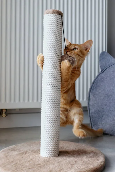 Small Red Kitten Plays Ball — Fotografia de Stock