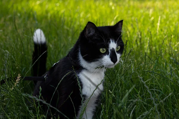 Portrait Black White Cat Background Green Grass — Fotografia de Stock