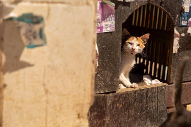 Bir sokak kedisi kedi evinden dışarı bakıyor. sokak fotoğrafı