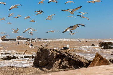 A lot of seagulls on the shores of the Atlantic Ocean, the city of Essaouira. Morocco
