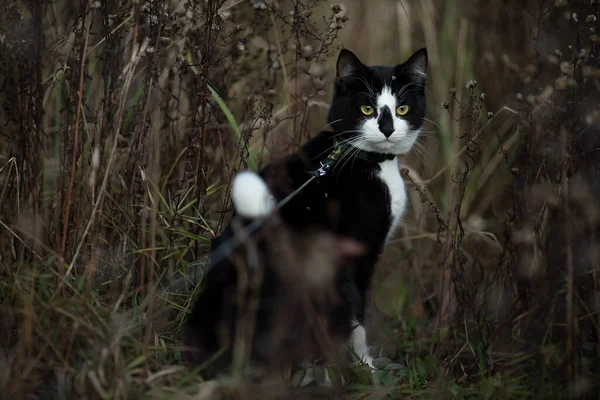 Portrait Black White Cat Tall Grass — Fotografia de Stock