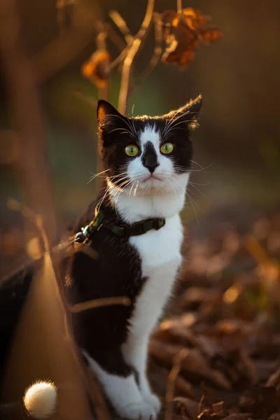 Portrait Chat Noir Blanc Coucher Soleil — Photo