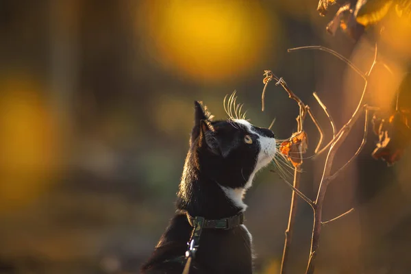 Günbatımında siyah beyaz bir kedinin portresi. Metin için yer.
