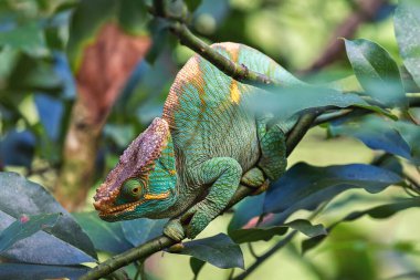 Ağaç dalında Yemen bukalemunu.