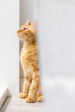 Penceredeki profilde kızıl bir kedinin portresi.