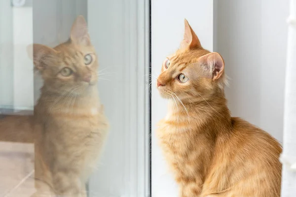 Beautiful Red Cat Sits Window Sees His Reflection — Φωτογραφία Αρχείου