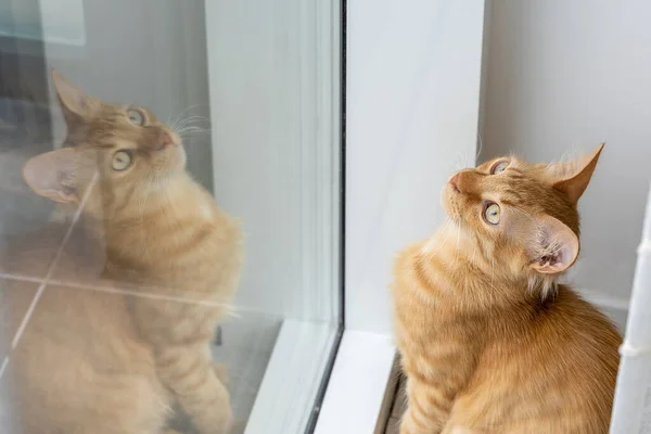 Červená Kočka Sedí Okna Dívá Nahoru Odraz Kočky Okně — Stock fotografie