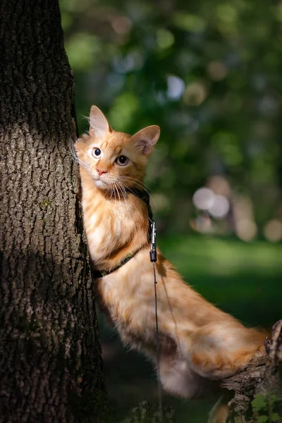 Kırmızı kedi parkta bir ağaca yaslandı..
