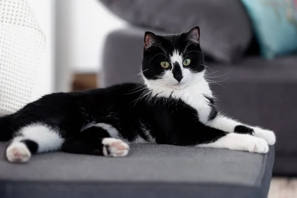 Black White Cat Lies Sofa Home — Φωτογραφία Αρχείου