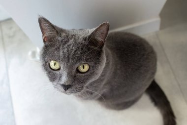 İngiliz kedi portresi. Yukarıdan görüntüle .