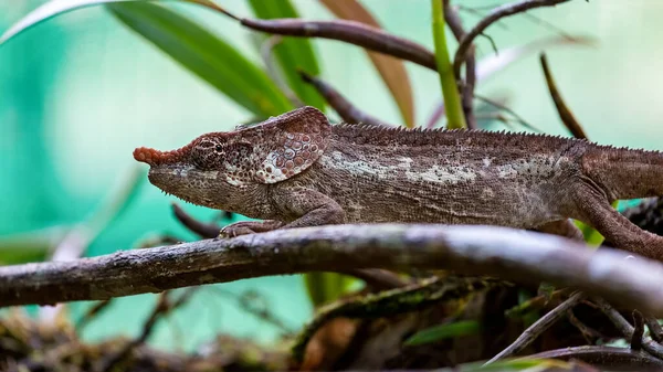 Chameleon Pobočce Vakona Reserve Andasibe Madagaskar — Stock fotografie