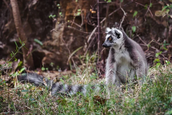Lemur Białogłowy Lemur Catta Rezerwacie Przyrody Ang Madagaskar — Zdjęcie stockowe
