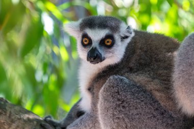 Halka kuyruklu lemur (lemur catta) portresi. Ange Rezervi, Madagaskar.