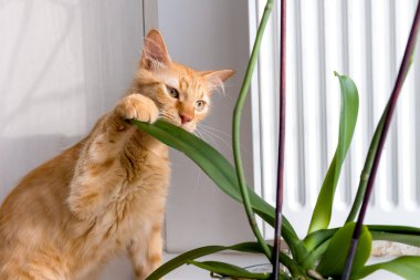 A red cat bites a houseplant.