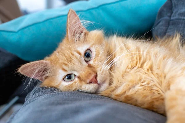 Fluffy Red Cat Lies Pillow — Stock Photo, Image