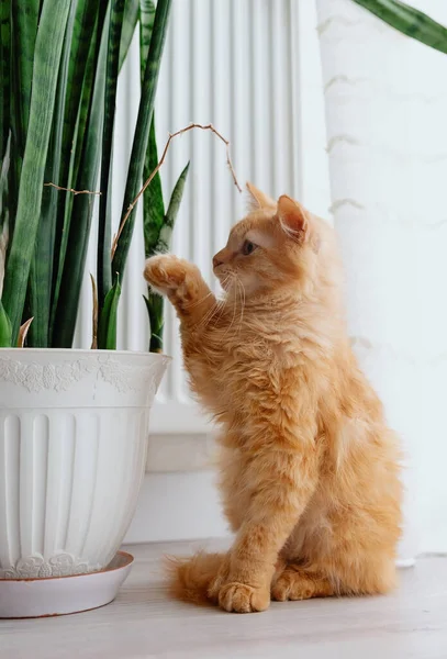 Kırmızı kedi yavrusu saksının yanında oturur..