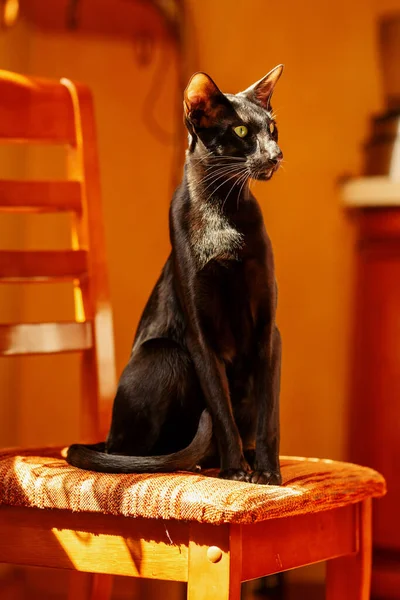 Black Oriental Cat Sits Chair Orange Background — Φωτογραφία Αρχείου