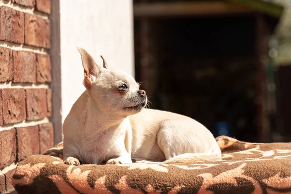 Cute Chihuahua Dog Sits House Looks Side — Fotografia de Stock