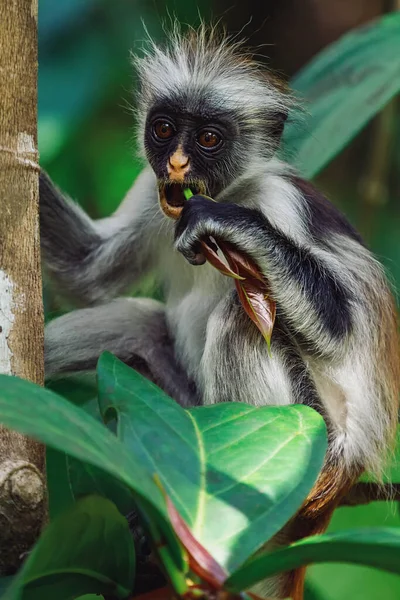 Monkey Colobus Kirk Jozani Chwaka Bay Forest Zanzibar Island — Stockfoto