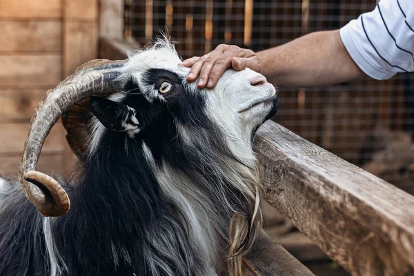 A man\'s hand strokes a goat with long twisted horns.