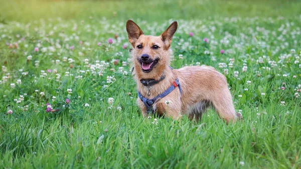 Portrait Terrier Green Meadow Flowers — Stok fotoğraf