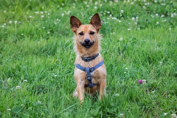 Terrier Dog Looks Camera Green Meadow Flowers — Stock fotografie