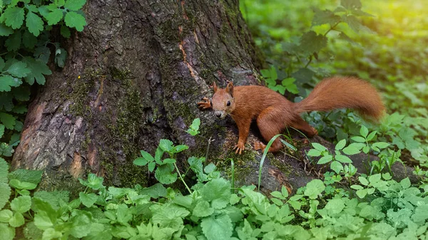 Squirrel Sits Tree Sunset — Stock Photo, Image