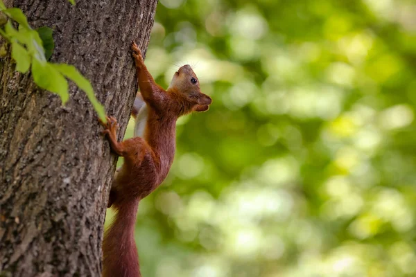 A squirrel sits on a tree . The squirrel lives in the Lviv park.Ukraine