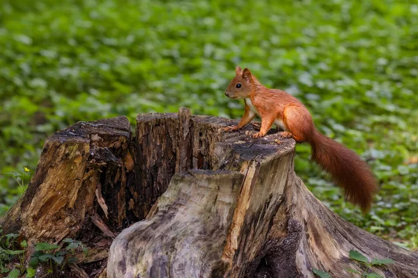 Squirrel Sits Tree Stump Park Lviv Park Ukraine — Stock Photo, Image