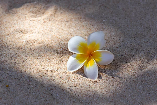 Exotic flower. Tropical Frangipani flower on the sand at sunset.