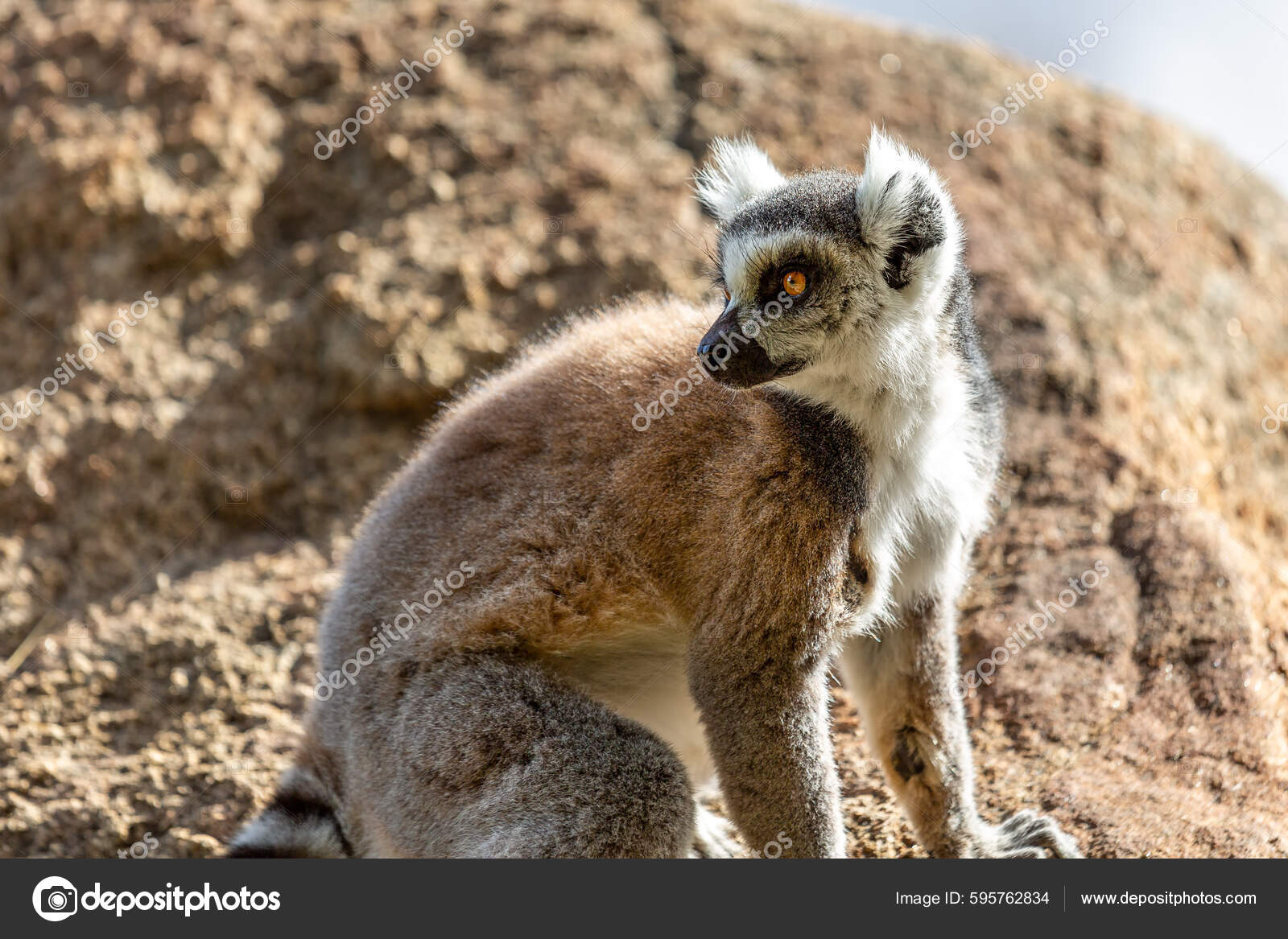Портрет Кольцехвостого Лемура Lemur Catta Профиль Резерв Анжа.