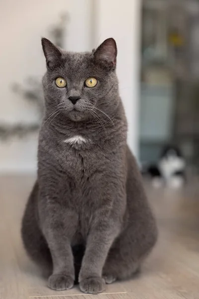 Portrait Adult British Cat House — Fotografia de Stock