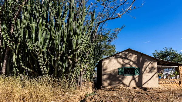 Madagascar House Big Cacti — Stock Photo, Image