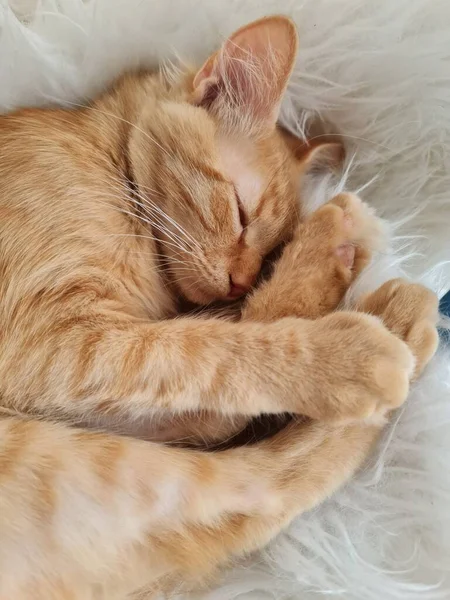 Small Red Cat Sleeping White Fur Rug — Stok fotoğraf