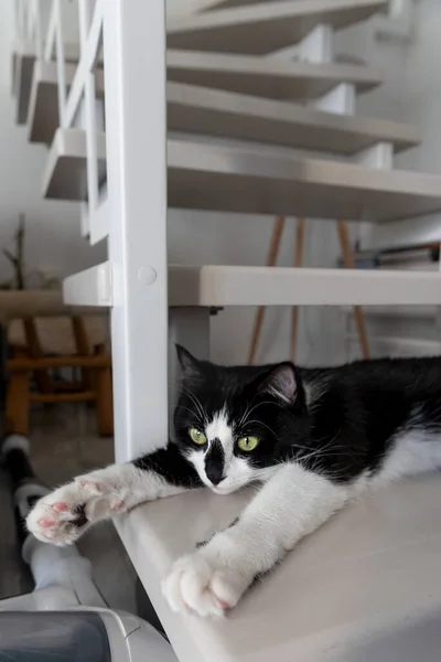 Black White Kitten Lies Stairs Outstretched Front Paws Home Furnishings — Stock fotografie