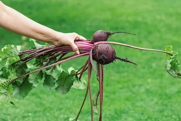 Freshly plucked beet from the garden in a woman\'s hand .Green background