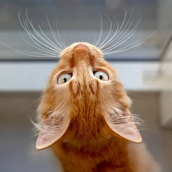 Portrait of a red kitten looking up.