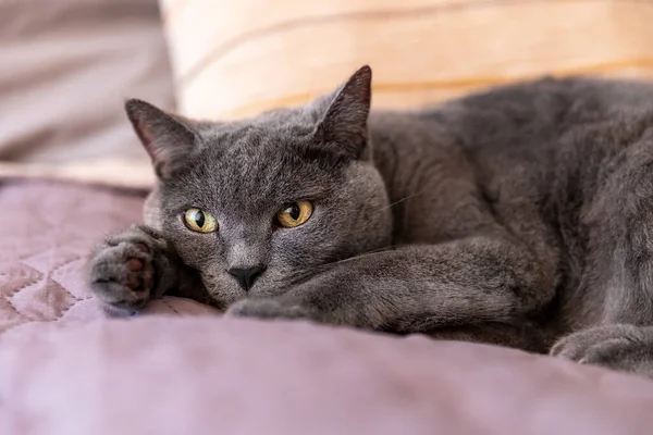 Big Gray British Cat Lying Bed Selective Focus — Foto Stock