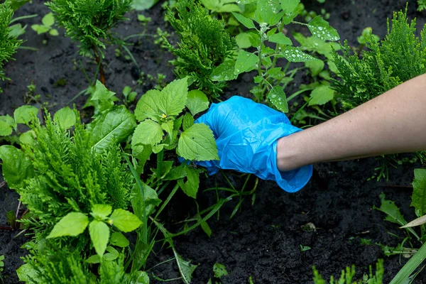 Weeds in the garden. Weed removal. A female gloved hand removes a weed.