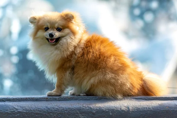 Beautiful Spitz Sitting Fountain Blue Background — Stock fotografie