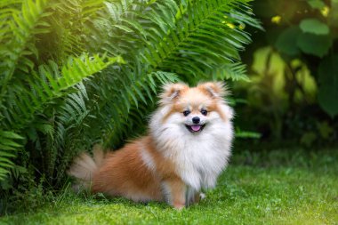A beautiful spitz sits near a bush. Green background